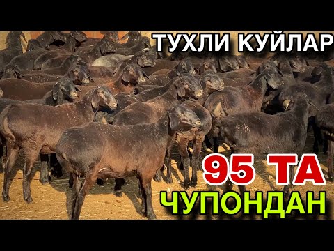 Видео: 95 ТА ТУХЛИ БУГОЗ КУЙ! ХАКИКИЙ ДЕХКОНДАН ОЛАМИЗ ДУСТЛАР! 