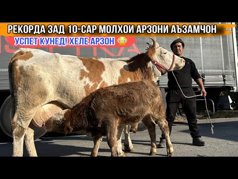 Видео: РЕКОРД😳 10-САР МОЛХОИ АРЗОН УСПЕТ КУНЕД 6 ноября 2025 г.
