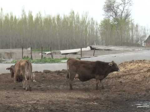 Видео: Фермер Магарам