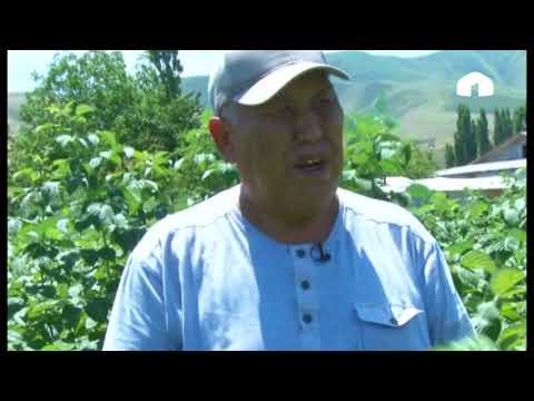 Видео: Агро Чарба: Кыргызстанда малинадан кандай киреше көрсө болот?