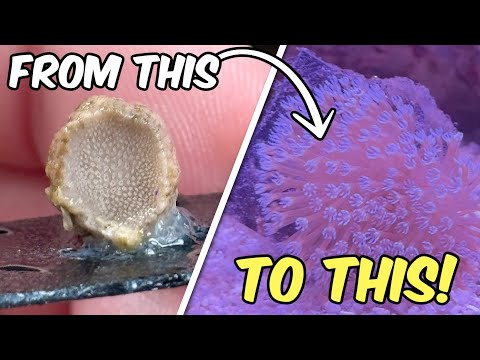 Видео: Я нарезал коралл-мухомор, как хот-дог... и это сработало! (100% выживание)