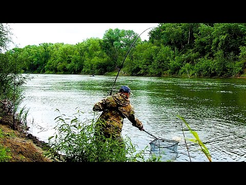 Видео: В ШОКЕ ОТ ТАКИХ ПОКЛЁВОК! ЛОВЛЯ САЗАНА на реке   Снасти, прикормка и лучшие наживки!