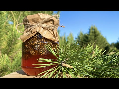 Видео: Варенье из сосновых шишек🌲