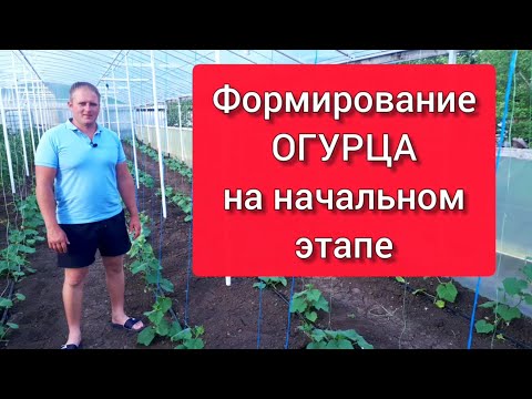Видео: Формирование огурца на начальном этапе развития