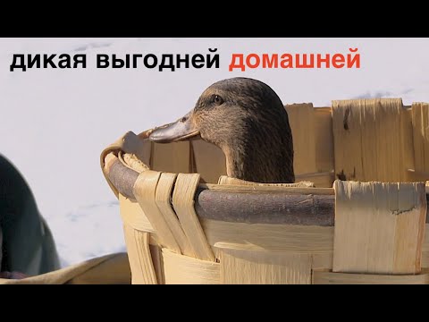 Видео: КАКОЙ ДОХОД даёт ОДНА ДИКАЯ УТКА?