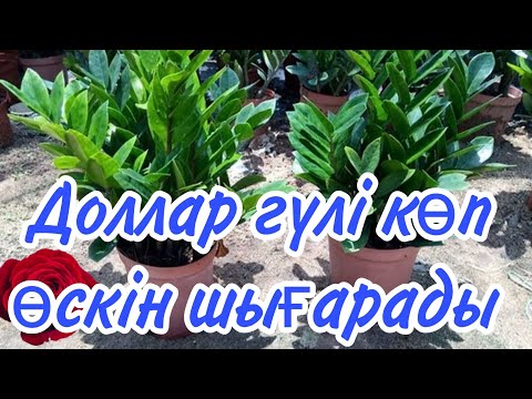 Видео: Доллар гүлін ТЕЗ ӨСІРГІҢ келсе  осылай жаса.#гүл #үйгүлдері #долларгүлі