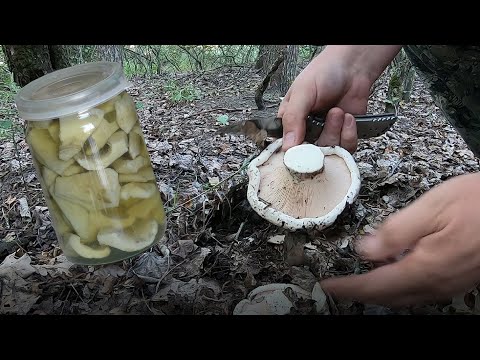 Видео: Груздь осиновый. Сбор и засолка - подробный репортаж.