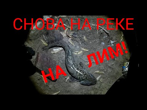 Видео: Рыбалка. Нура. Настало время налима!