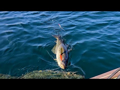 Видео: Отличная Компания! ОТЛИЧНАЯ РЫБАЛКА!!Рыбалка в Норвегии с ЛОДКИ. морская рыбалка. #lange_fishing