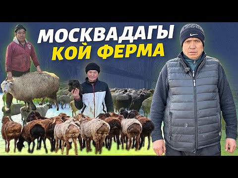 Видео: 400 баш кой кармаган Замир ака 🔴 Москваны эт менен камсыздайбыз дейт ⚠️ молодец КЫРГЫЗЫМ 🔥#койбар