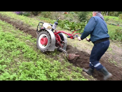 Видео: Запахиваем горчицу как сидерат