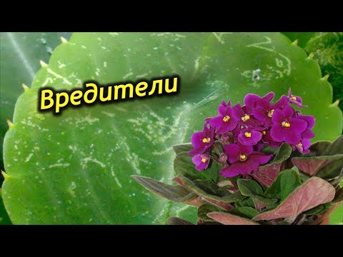 Видео: Вредители!!! Как распознать вредителей на фиалках и что с ними делать?