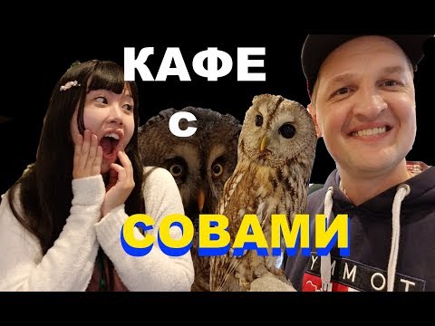 Видео: КАФЕ С СОВАМИ В ЯПОНИИ. ХАРАДЗЮКУ