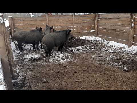 Видео: Поросята Мангалы в 8 месяцев.