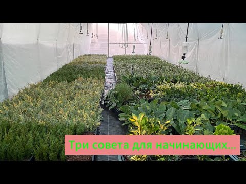 Видео: Три совета для создания питомника