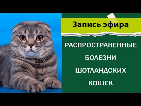 Видео: Распространенные болезни шотландских кошек