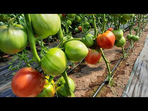 Видео: Простой способ укрупнить томаты и улучшить завязывание верхних кистей