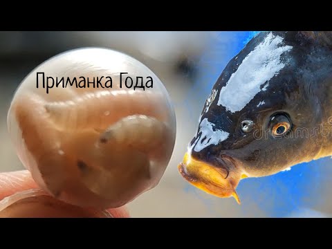 Видео: ПРИМАНКА ГОДА !!! Если Бы Я Раньше Знал !