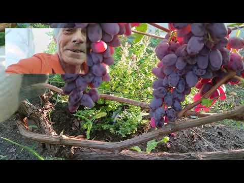 Видео: Гибридная форма Елена-Виктория. Фуршетный. Аркадия.Особенности сорта.