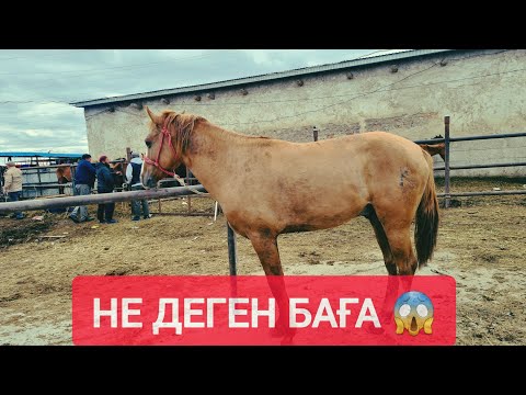 Видео: ҚЫЗЫЛОРДА МАЛ БАЗАРЫ, ЖАБАҒЫ, ТАЙ, ҚҰНАН, ДӨНЕН, БАҒАЛАРЫ.