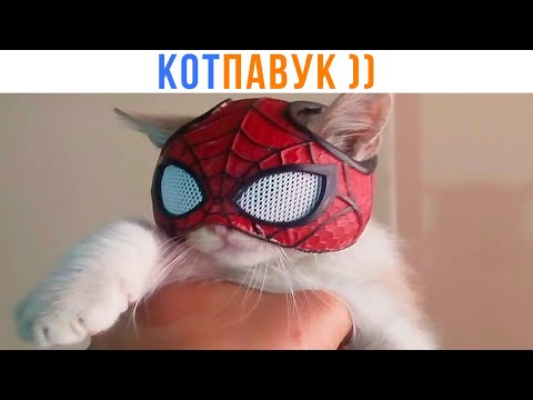 Видео: КОТ ПАВУК ))) Приколы с котами | Мемозг 1683