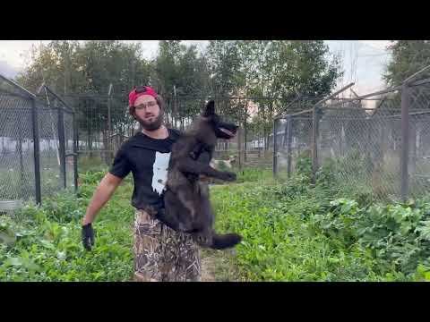 Видео: Как встретили Багиру волчицы⁉️ Соболь любит кашу, а волки арбузы 🍉