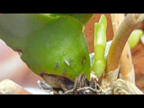 Видео: СТАНЬ орхидеи СТИМУЛИРОВАТЬ ЭТИМ! СУПЕРСКАЯ реанимация орхидеи ПЕРЕКИСЬЮ!