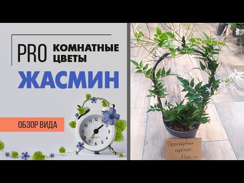 Видео: Комнатный жасмин - цветущая ароматная лиана | Секреты ухода за жасмином