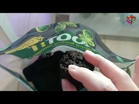 Видео: КРОТОН: Кубики для КЛОНИРОВАНИЯ Root Riot. Clonex Gel. ПРОРАЩИВАНИЕ в ТЕПЛИЦЕ и СУБСТРАТ