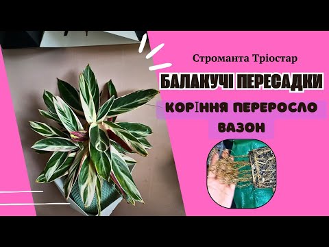 Видео: Строманта Тріостар на фітілі 3 місяці, пересадка у більший горщик.