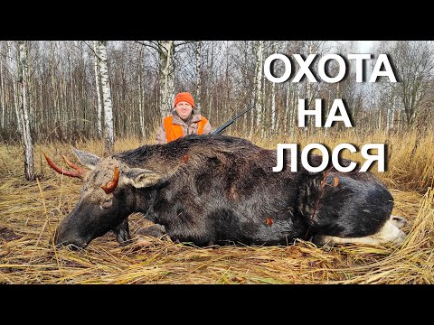 Видео: ОХОТА НА ЛОСЯ. Мосинка это сила...