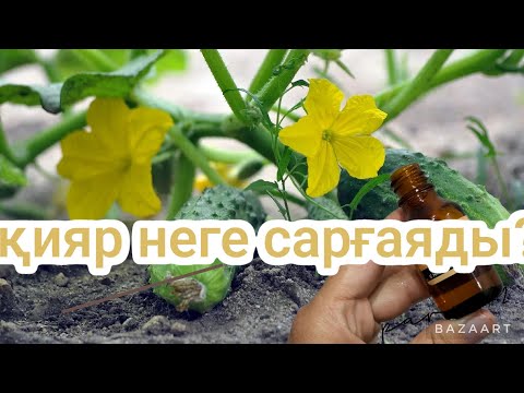 Видео: Кияр неге сарғаяды?Калай емдеу керек? Кандай тынайткыш берген жөн? Мол жеміс алу үшін