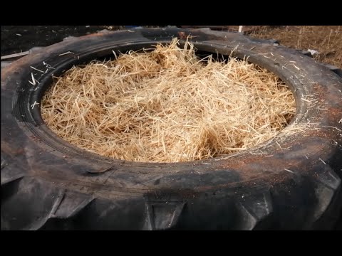 Видео: Разведение червя "Старатель"