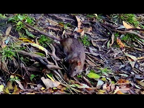 Видео: 13.10.2025 // Годуємо ЩУРІВ на вулиці// Крильця ТУШКОВАНІ// Броколі// ВЕЧЕРЯ