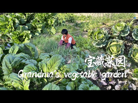 Видео: Бабушка выбирает шесть видов сезонных овощей и готовит праздник из органических и зеленых овощей.