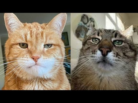 Видео: 30 МИНУТ🔥🤪 Эти забавные моменты с кошками ГАРАНТИРОВАННО сделают ваш день! (Милые котики)