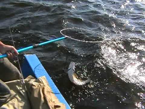 Видео: [Школа рыболова] - Жерех (часть 2)