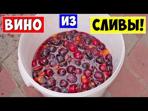 Видео: ВИНО ИЗ СЛИВЫ / Сливовое вино / Простой рецепт / Plum Wine!