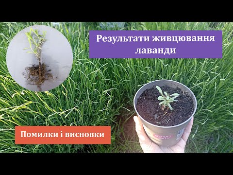 Видео: ЛАВАНДА Результати весняного і літнього живцювання. Помилки і висновки.