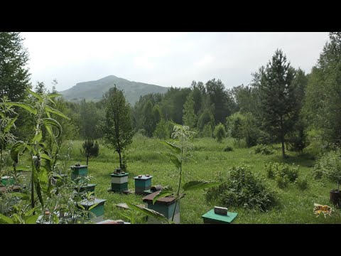 Видео: Пасека на связи. Мёд есть.