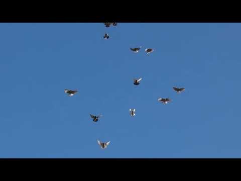 Видео: Николаевские голуби. г.Терновка 153.