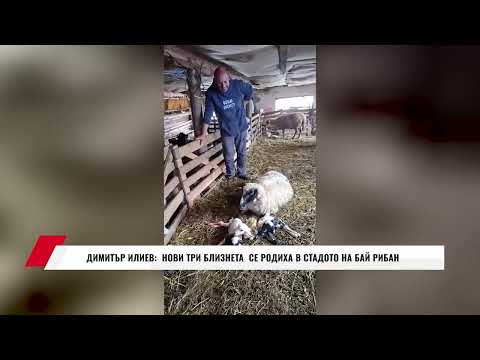 Видео: ДИМИТЪР ИЛИЕВ: ЕТО КАК ОТ НАЙ-ЧУМАВИТЕ ОВЦЕ МИ СЕ РОДИХА ТРИ АГНЕТА