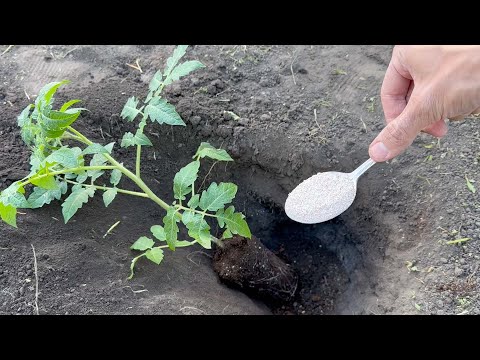 Видео: Киньте это в лунку при посадке Томатов и они сразу пойдут в рост и не будут болеть!