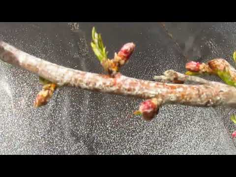 Видео: КОГДА ЖЕ ОБРЕЗАТЬ ПЕРСИК.