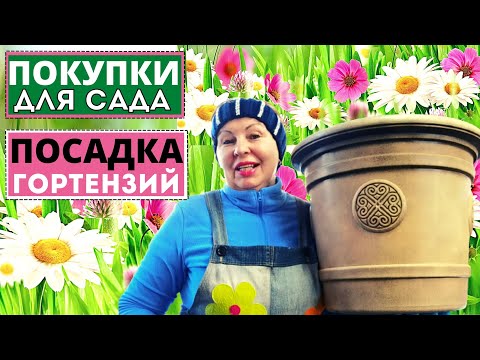 Видео: Чем порадовала себя к садовому сезону? Посадка гортензии и лимона