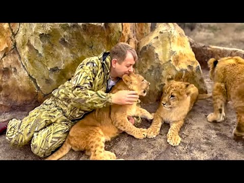 Видео: Львята Симба и Асада САМИ поднялись на гору славы к Олегу Зубкову и ШерХану!