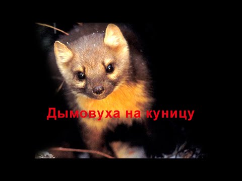 Видео: Охота на куницу . Дымовуха на куницу . Сравнение .