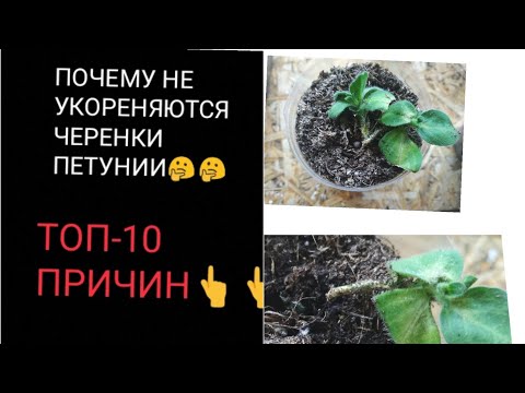 Видео: ПОЧЕМУ НЕ УКОРЕНЯЮТСЯ ЧЕРЕНКИ ПЕТУНИИ 🤔 ТОП-10 ПРИЧИН