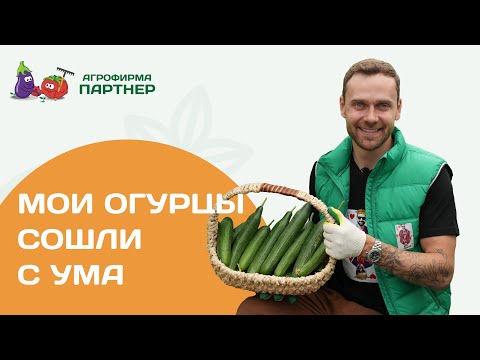 Видео: Как продлить плодоношение огурцов до осени. Сбор урожая.