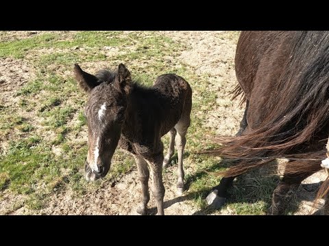 Видео: Көк бие өліп қалыпты. Қара көз құлындаған